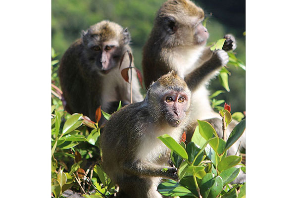 Animal Protection groups outraged as Mauritius government gives permission  for capture of wild monkeys - TravelDailyNews International