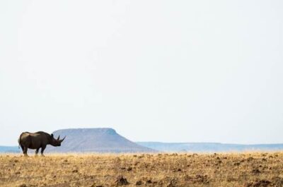 Wilderness Desert Rhino