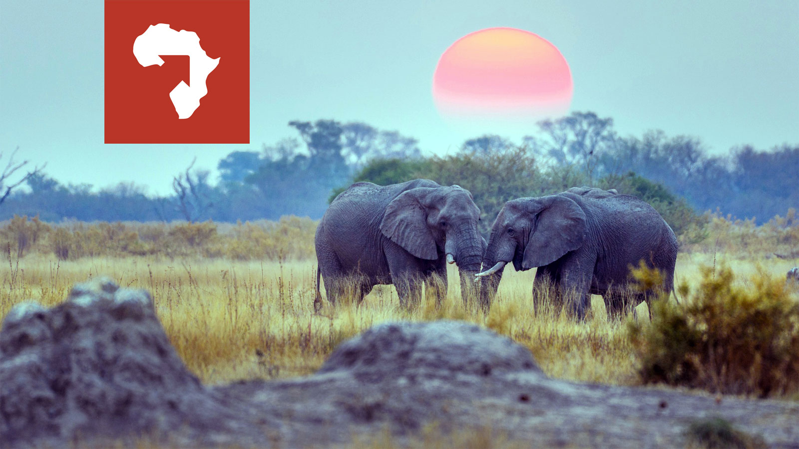 Discover Africa Safaris