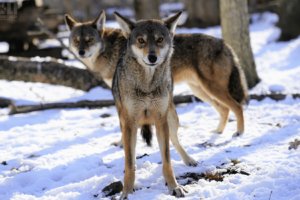 Wolf Conservation Center